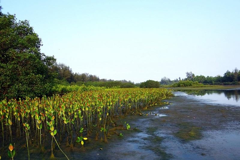 Ilmuwan Ungkap Leluhur Pertama Semua Bunga