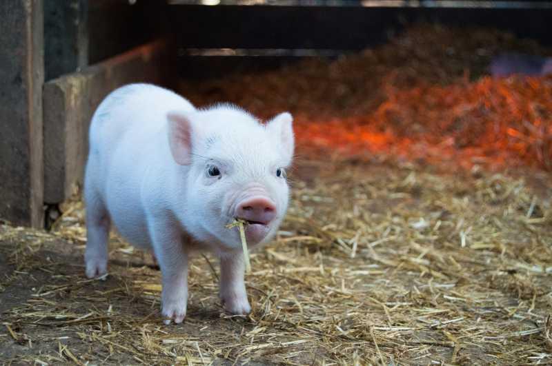 Daging Babi Haram Dalam Islam, Ini Penjelasan Ilmiahnya