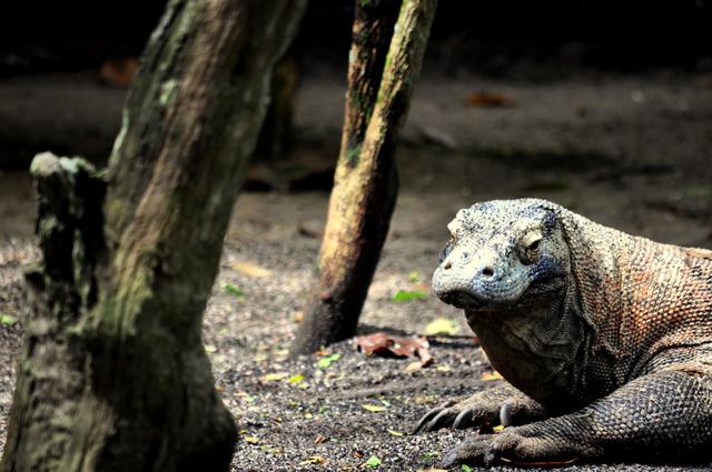 Penutupan Taman Nasional Komodo Baru Sebatas Wacana?