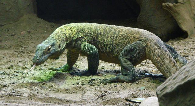 Sabar Ya, Taman Nasional Komodo Ditutup Dulu Selama Setahun