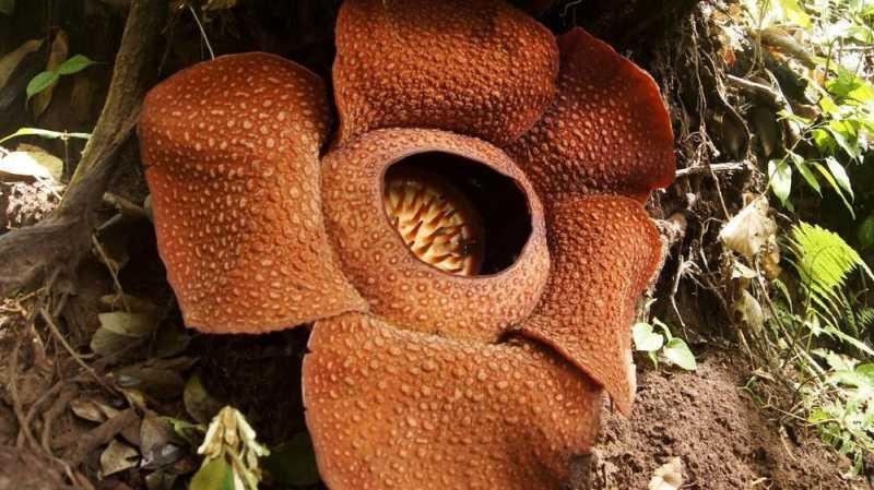 Beda Rafflesia arnoldii dan Bunga Bangkai 