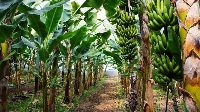 Catat, 5 Manfaat Minum Jus Batang Pohon Pisang Bagi Kesehatan