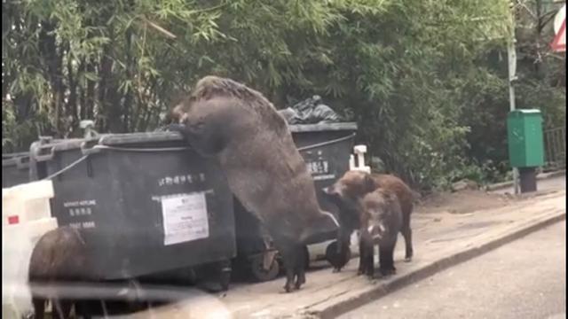  Pigzilla, Babi Raksasa yang Viral di Hong Kong