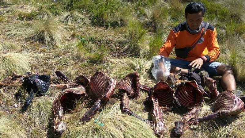 Teka-teki Penemuan 8 Bangkai Rusa di Gunung Lawu