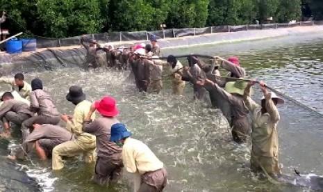 Limbah Kulit Udang Bisa Sembuhkan Luka Bakar