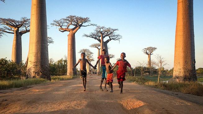 Matinya Baobab, Pohon Kehidupan di Afrika